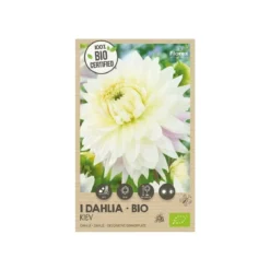 Økologisk Dahlia "Kiev XXL" - 1 knold