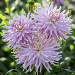 Økologisk Dahlia