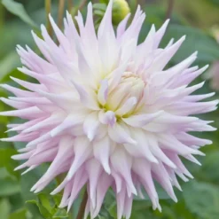 Økologisk Dahlia