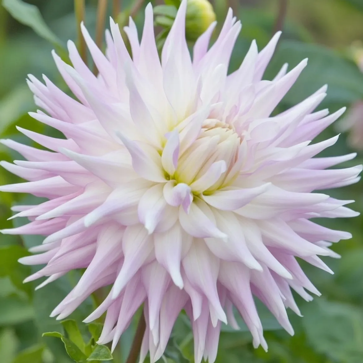 Økologisk Dahlia "Kiev XXL" - 1 knold