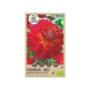 Økologisk Dahlia "Manhattan Island XXL" - 1 knold