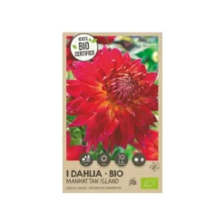 Økologisk Dahlia "Manhattan Island XXL" - 1 knold