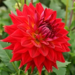 Økologisk Dahlia
