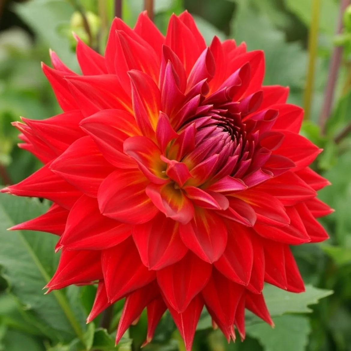 Økologisk Dahlia "Manhattan Island XXL" - 1 knold