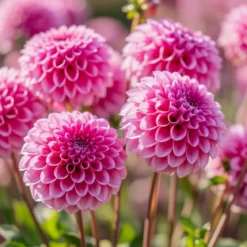 Økologisk Dahlia "Sandra" - 1 knold