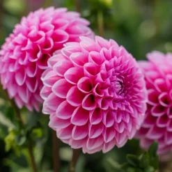 Økologisk Dahlia "Sandra" - 1 knold