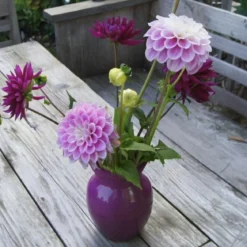 Økologisk Dahlia