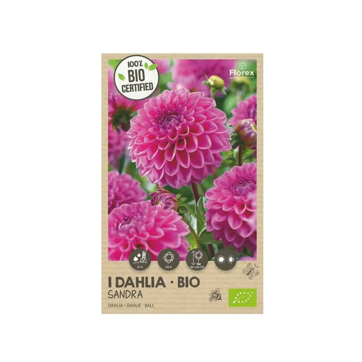 Økologisk Dahlia "Sandra" - 1 knold