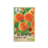 Økologisk Dahlia "Sylvia" - 1 knold