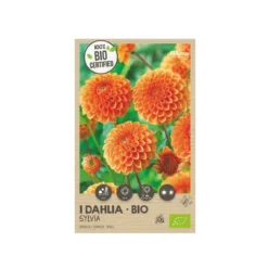 Økologisk Dahlia "Sylvia" - 1 knold