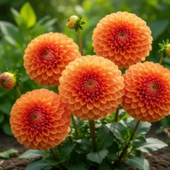 Økologisk Dahlia "Sylvia" - 1 knold
