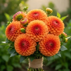 Økologisk Dahlia