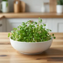 Økologiske broccolispirer frø 20 g