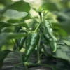 Økologiske Chili frø "Padron"