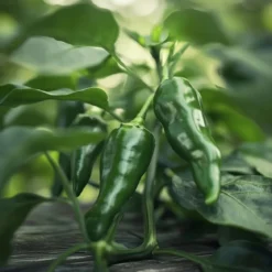 Økologiske Chili frø "Padron"