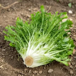 Økologisk Frisée salat frø, Grosse Pancali