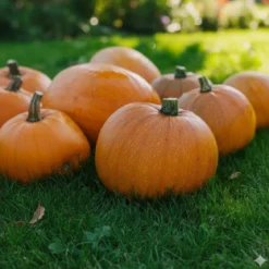 Økologisk Græskar frø, Jack O' Lantern