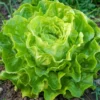 Økologisk Hovedsalat frø, May Queen