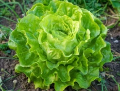 Økologisk Hovedsalat frø, May Queen
