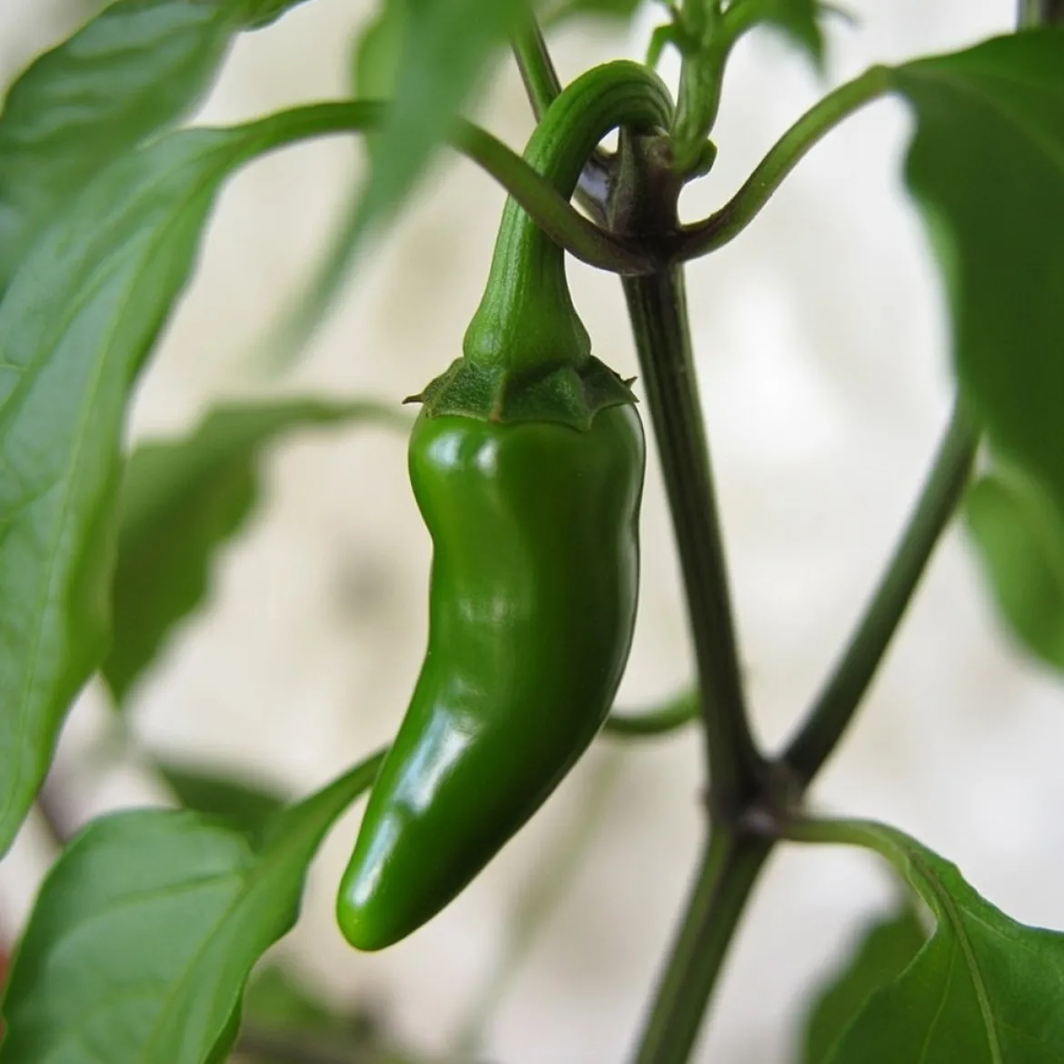 Økologisk Jalapeno frø