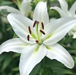 Økologisk Lilje, Oriental White - 1 løg