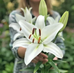 Økologisk Lilje, Oriental White - 1 løg