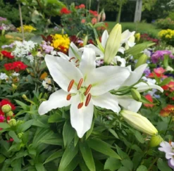 Økologisk Lilje, Oriental White - 1 løg