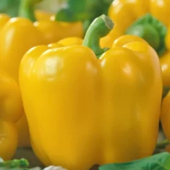 Økologisk Peberfrugt gul frø, Yellow California Wonder