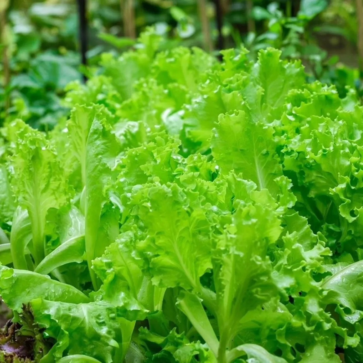 Økologisk Pluksalat frø, Bionda a faglia riccia