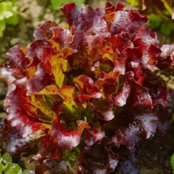Økologisk Pluksalat frø, Red Salad Bowl