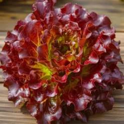 Økologisk Pluksalat frø, Red Salad Bowl