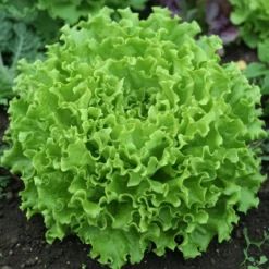 Økologisk Pluksalat frø, Salad Bowl Green