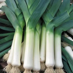 Økologisk Porre frø, Leek De Carentan 2