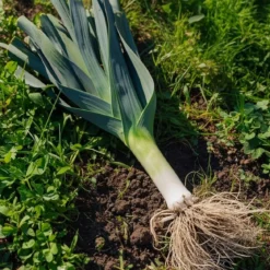 Økologisk Porre frø, Leek Herfstreuzen 2 Hannibal