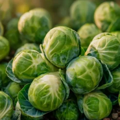 Økologisk rosenkål frø