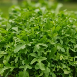 Økologisk Rucola frø