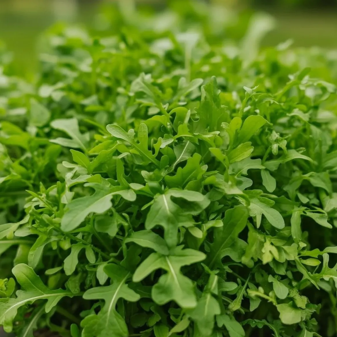 Økologisk Rucola frø