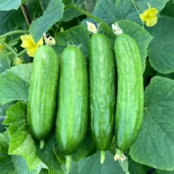 Økologisk snack agurk frø "Picolino F1"
