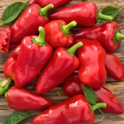 Økologisk Snack Peberfrugt frø, Piquillo