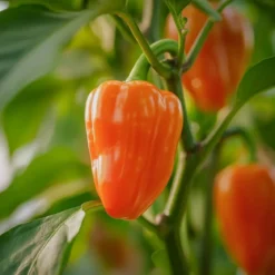 Økologisk Snack Peberfrugt frø 