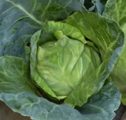 Økologisk Spidskåls frø, Caraflex F1