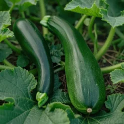 Økologisk Squash frø, Black Beauty