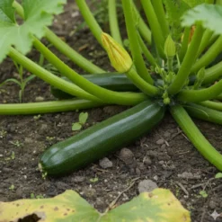 Økologisk Squash frø, Partenon F1