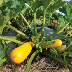 Økologisk squash frø, Yellowfin F1