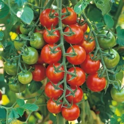 Økologisk Tomat frø, Gardener´s Delight