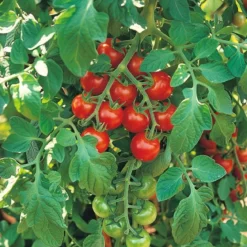 Økologisk Tomat frø, Gardener´s Delight