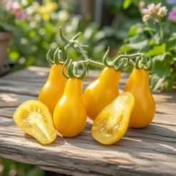 Økologisk Tomat frø, Yellow Pearshaped