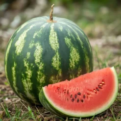 Økologisk Vandmelons frø, Crimson Sweet