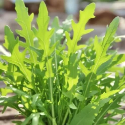 Økologisk Vild Rucola frø