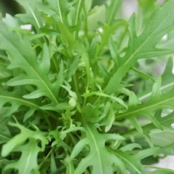 Økologisk Vild Rucola frø